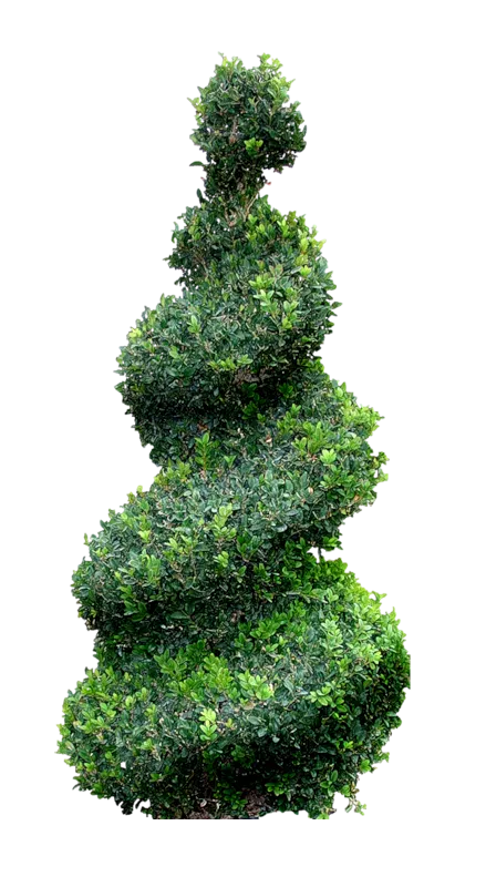 Topiary Tree Cupressus Landscape, tree, grass, spruce, biome png